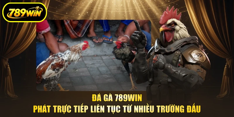 Đá Gà 789WIN, 300 Trận Trực Tiếp Mỗi Ngày Từ 3 Sảnh 2 Đá gà 789WIN phát trực tiếp liên tục từ nhiều trường đấu